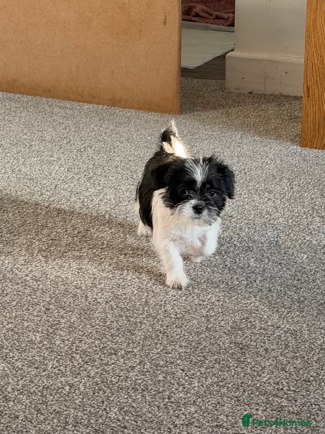 Zuchon dogs for sale: Shihzu x Bichion x Westie - Advert 9