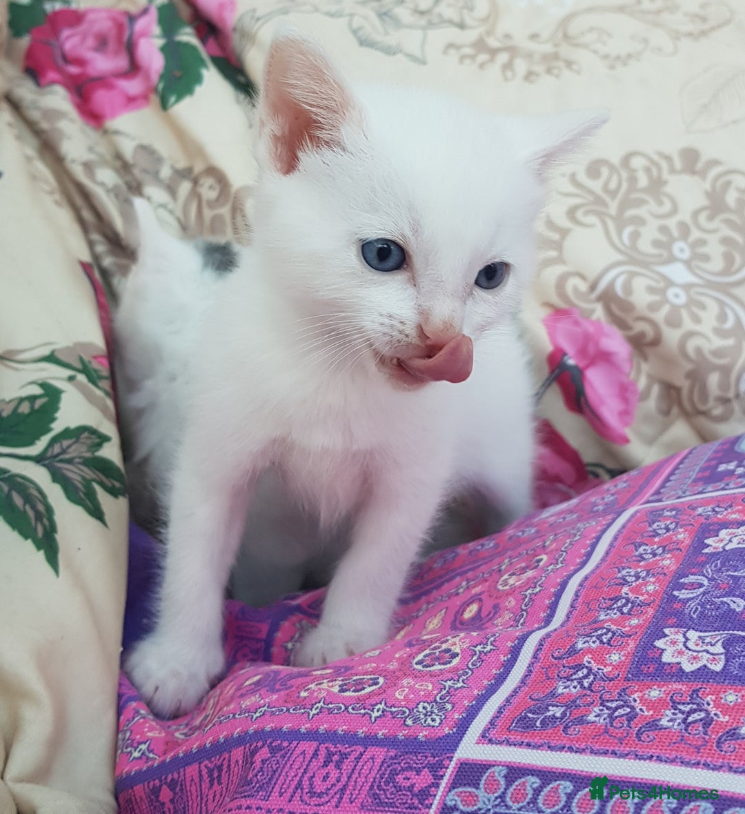 Mixed Breed cats for sale: Khao Manee kittens  - Image 7