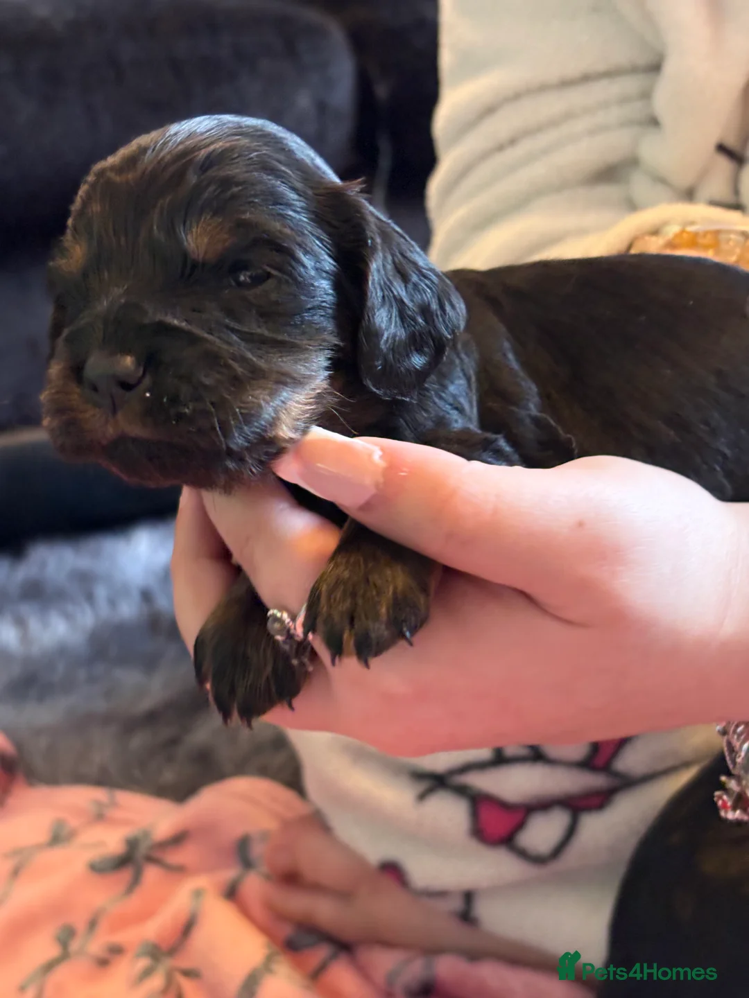 Mixed Breed dogs for sale: Cavapoo Puppies  - Advert 11
