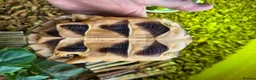 Tortoise reptiles for sale: Marginated Tortoise - Advert 4