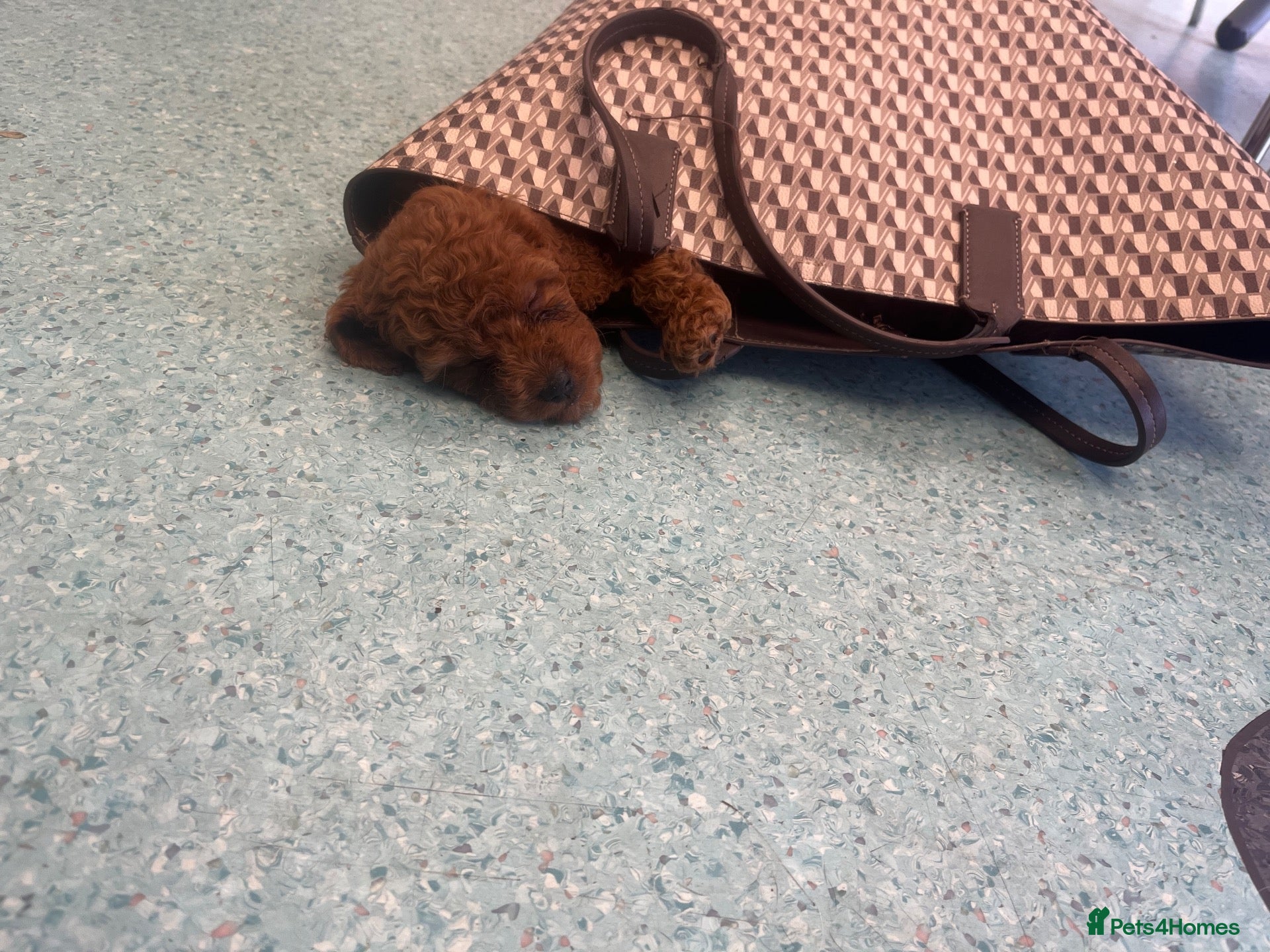 Cavapoo dogs READY TO LEAVE Pure Deep Red Cavapoo Puppies  - Advert 2
