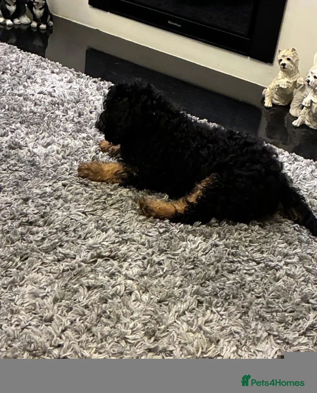 Bernedoodle dogs for sale: Puppy available 😊 - Advert 3