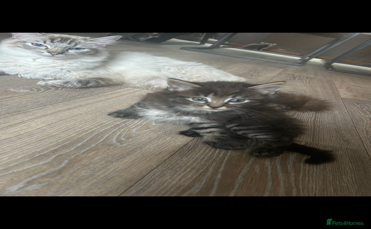 Ragdoll cats - Advert 15
