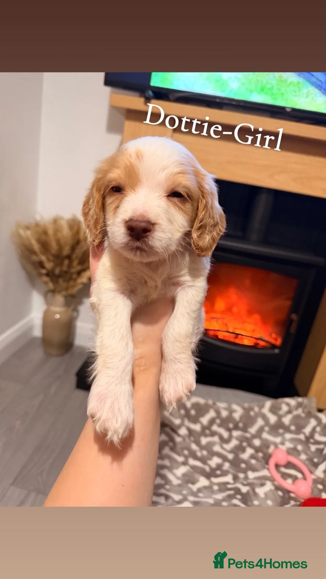 Cocker Spaniel dogs for sale: Cocker spaniel in Omagh - Advert 9