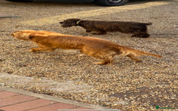 Cocker Spaniel dogs for sale: Cocker spaniel puppy - Image 4