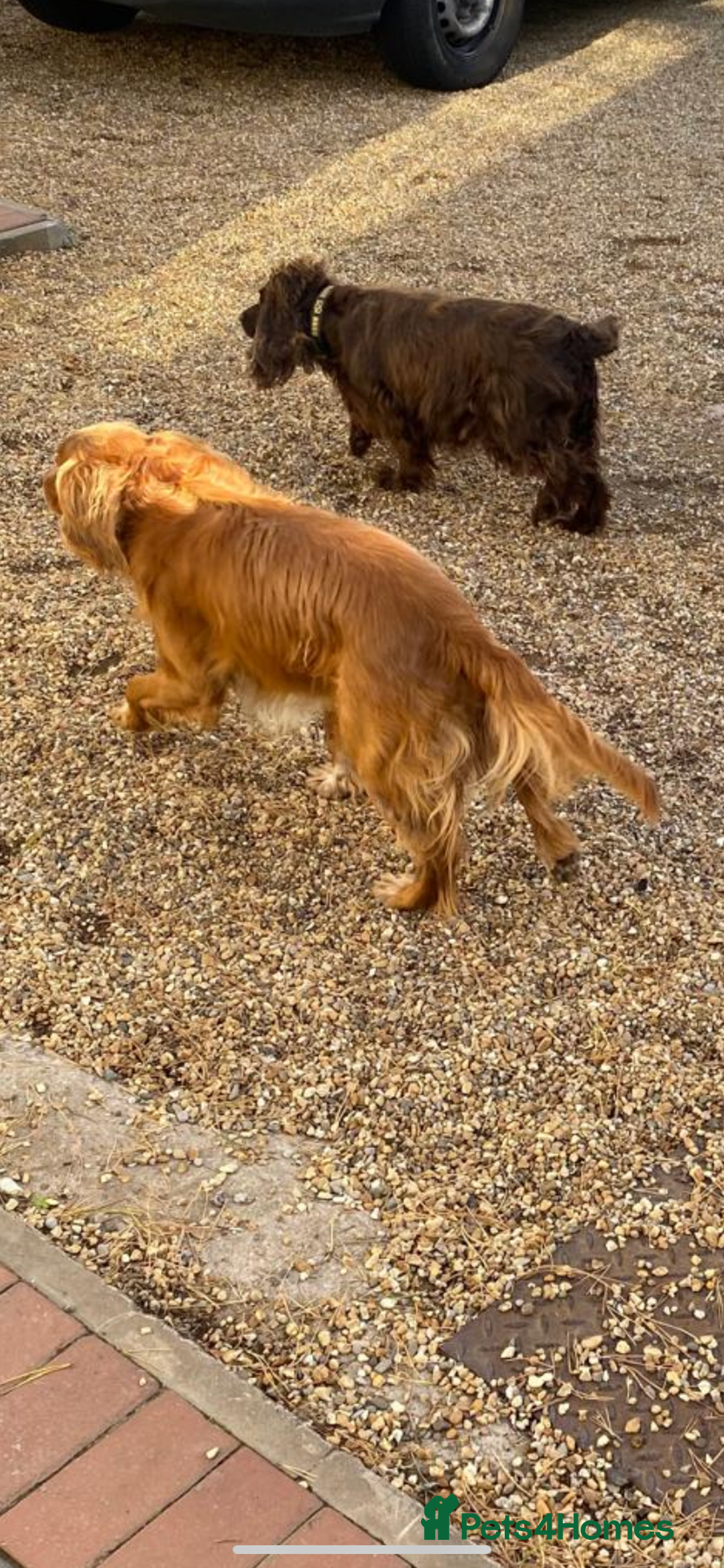 Cocker Spaniel dogs for sale: Cocker spaniel puppy - Image 4