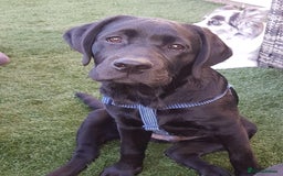 Labrador Retriever dogs for stud: Proven Fully DNA Tested for Stud in Harlow - Image 12