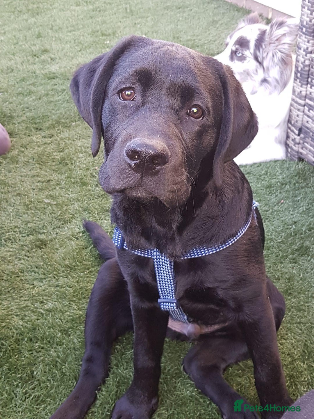 Labrador Retriever dogs for stud: Proven Fully DNA Tested for Stud in Harlow - Image 12