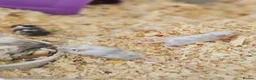 Mouse rodents for sale: Baby female fancy mice  - Advert 7
