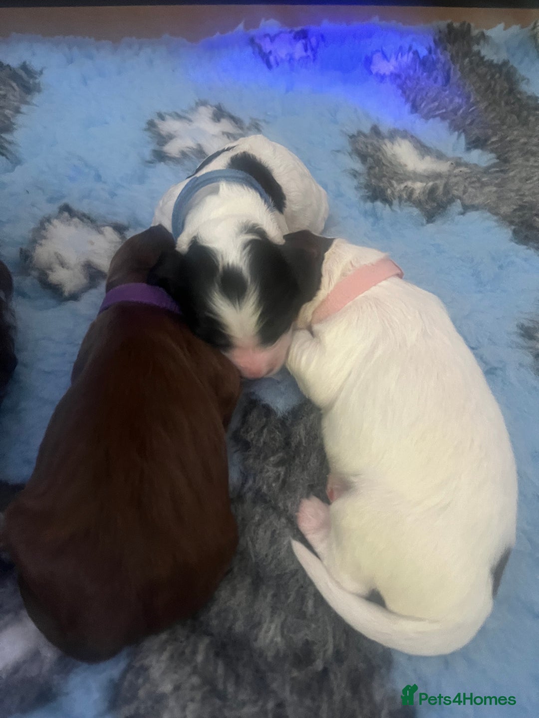 Cockapoo dogs for sale: Stunning litter of f1b cockapoo puppies  - Image 11