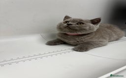 British Shorthair cats for sale: Blue Male GCCF British Shorthaired kitten in Ingatestone - Image 21