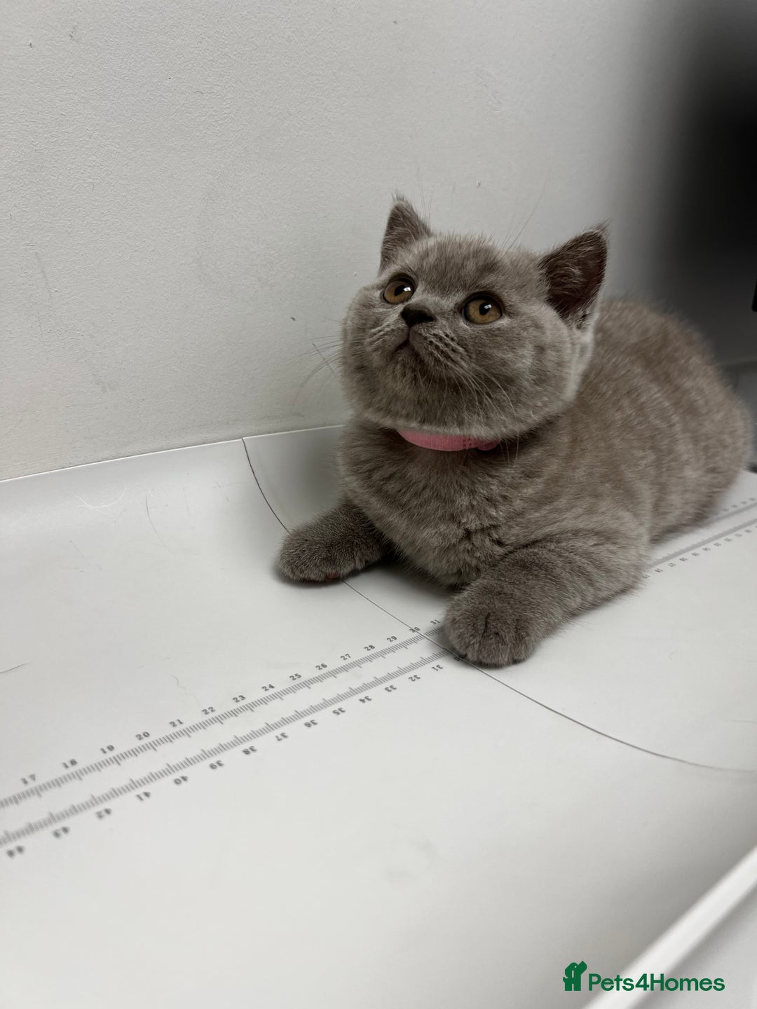 British Shorthair cats for sale: Blue Male GCCF British Shorthaired kitten in Ingatestone - Image 21