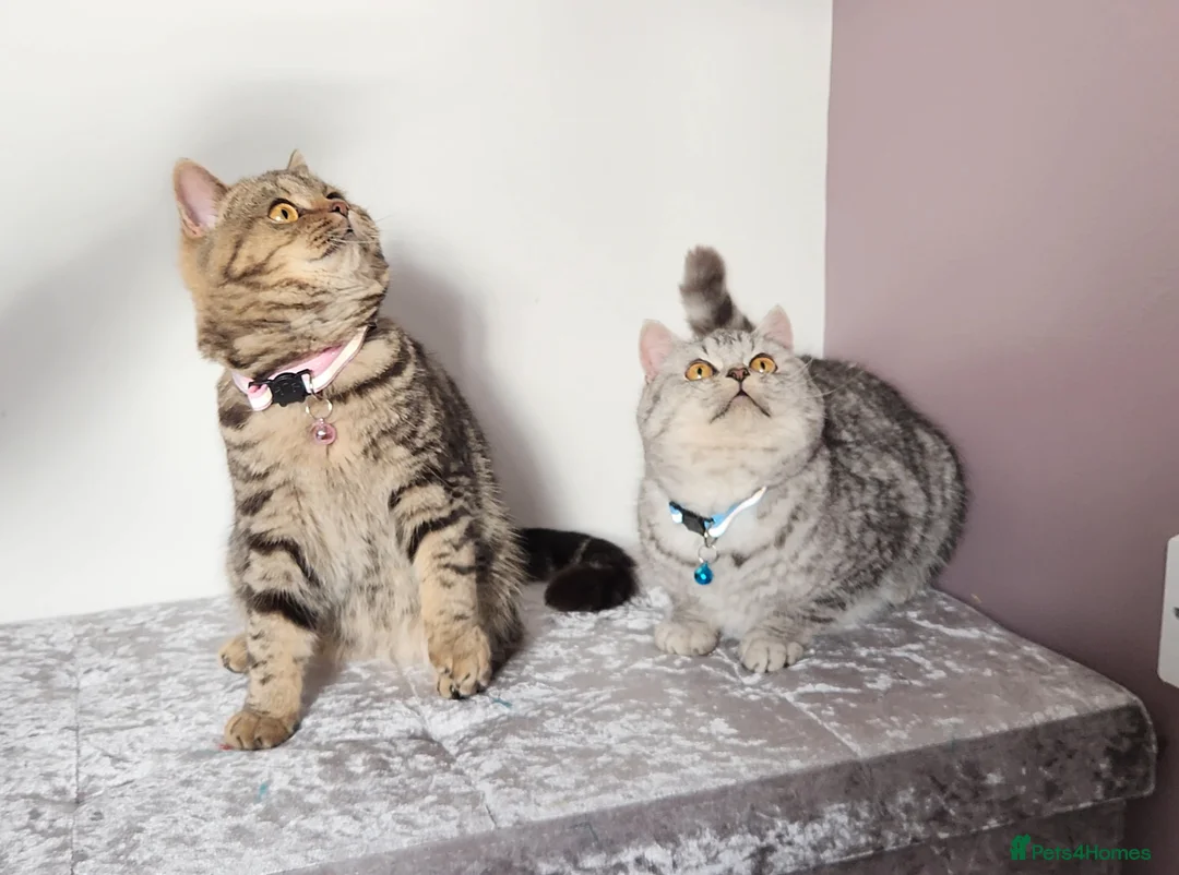 British Shorthair cats for sale: 🏆 Pedigree Silver British Shorthair Kittens 🏆 - Advert 15