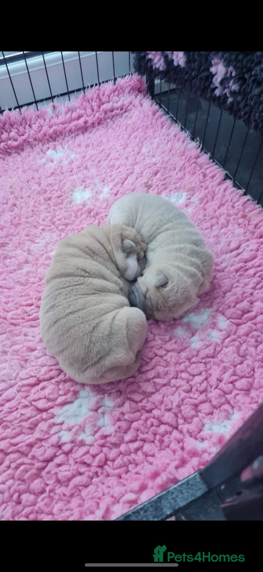 Shar Pei dogs for sale: Shar pei puppies  - Advert 7