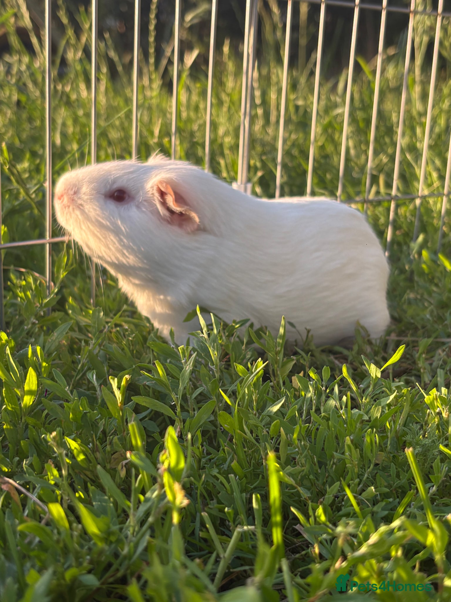 Guinea Pig rodents for sale: Two male guinea pigs for sale  - Advert 3