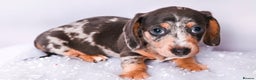 Miniature Dachshund dogs for sale: Miniature dachshunds - Advert 5