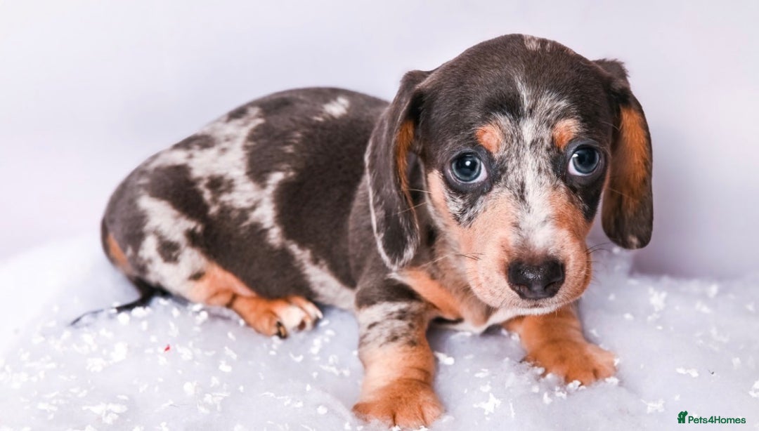 Miniature Dachshund dogs for sale: Miniature dachshunds - Advert 5