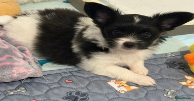 Papillon dogs - Advert 7