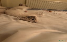 Ragdoll cats for sale: Pedigree Blue & Seal Ragdoll kittens in Oswestry - Image 3