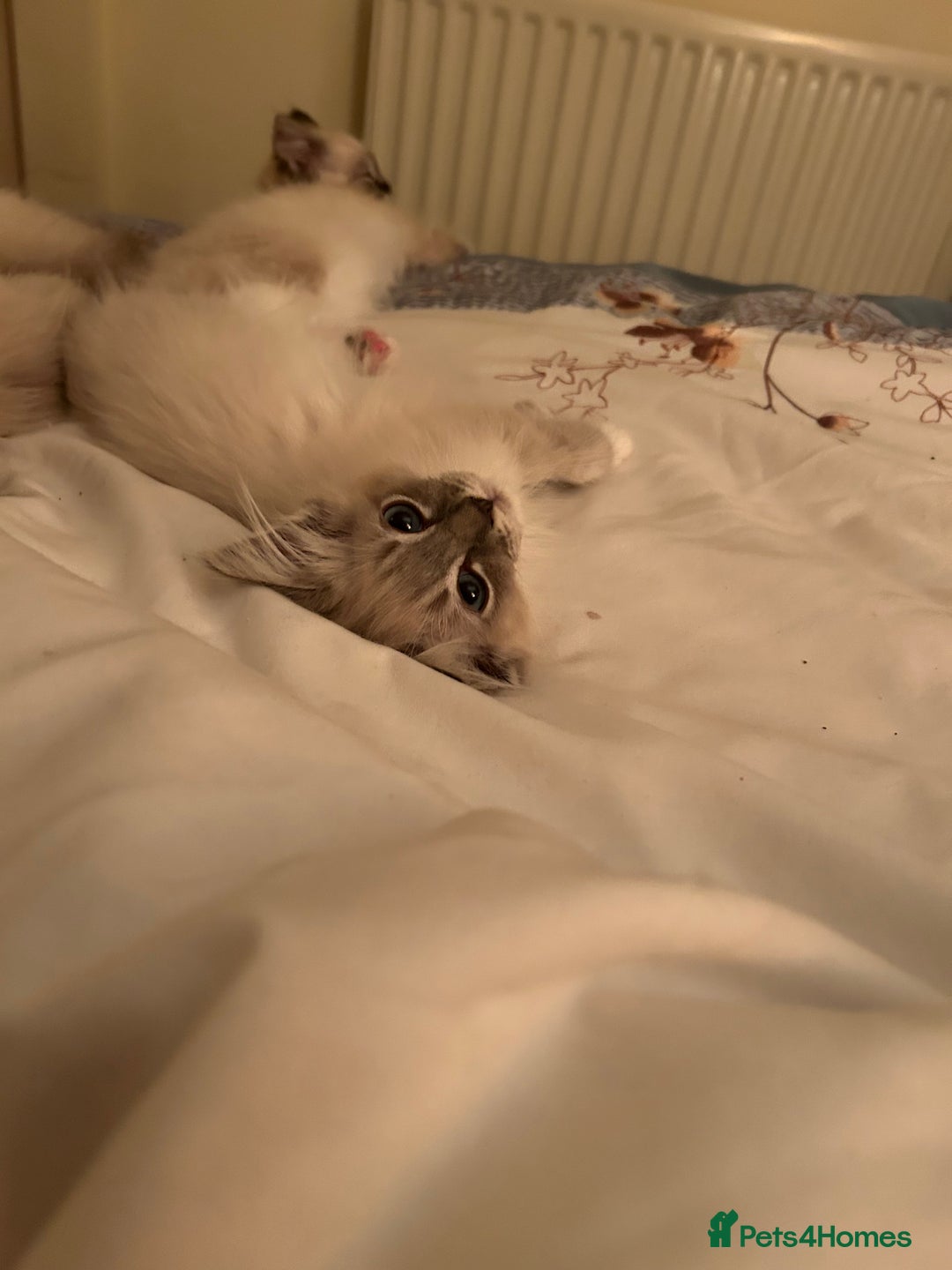 Ragdoll cats for sale: Pedigree Blue & Seal Ragdoll kittens in Oswestry - Image 3