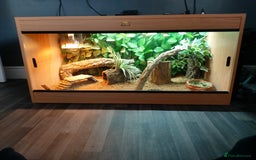 Bearded Dragon reptiles for sale: Bearded dragon full set up - Image 1