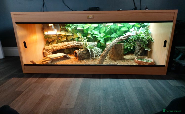 Bearded Dragon reptiles - Advert 3