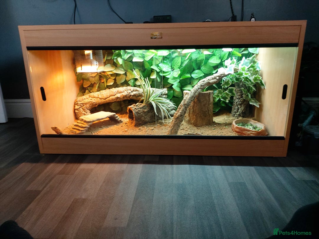 Bearded Dragon reptiles for sale: Bearded dragon full set up - Image 1