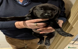 Labrador Retriever dogs for sale: Labrador Retriver Pupies For Sale - Image 12