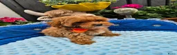 Maltipoo dogs for sale: F1B Maltipoo Rare Colours DNA Tested  - Advert 12