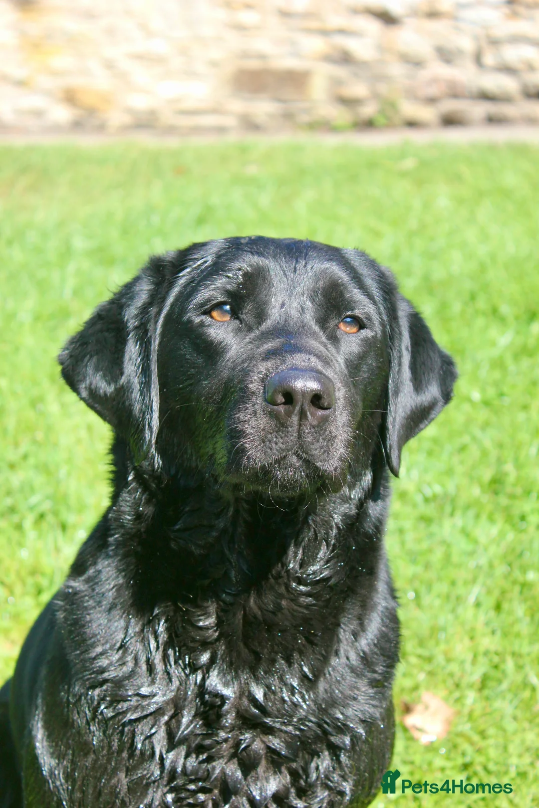 Labrador Retriever dogs for sale: Traditional Stocky Labrador Puppies due 2nd March - Advert 3