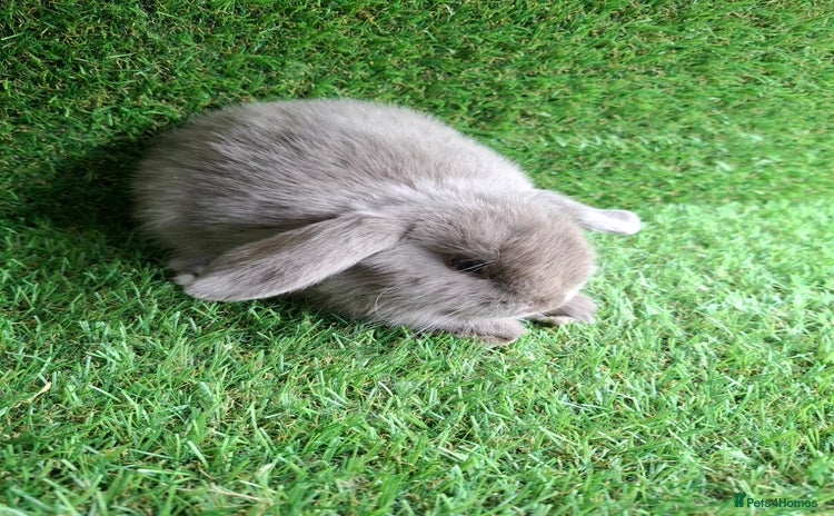 Mini Lion Lop rabbits - Advert 3