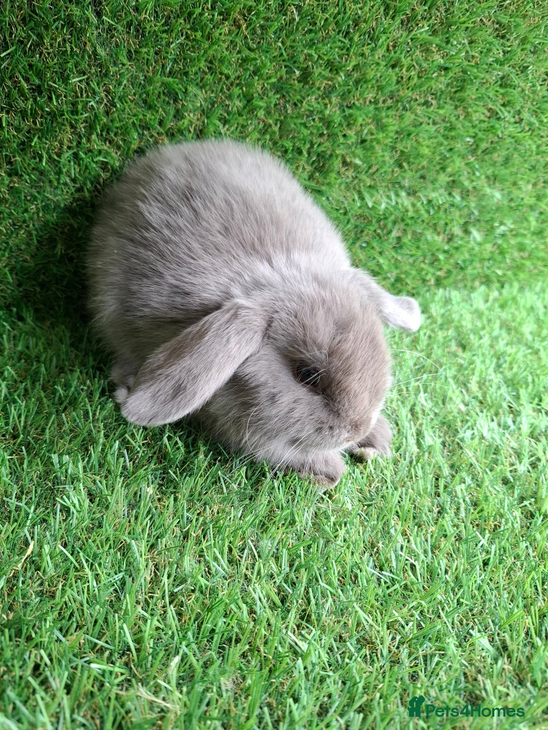Mini Lion Lop rabbits for sale: MINI LOP DOES - Image 1