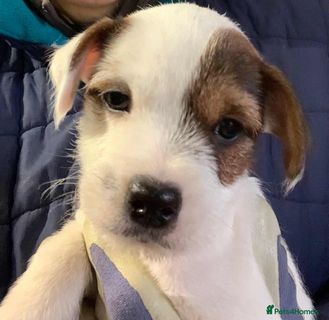 Parson Russell dogs for sale: Parson Russell Dog Puppy - Advert 2