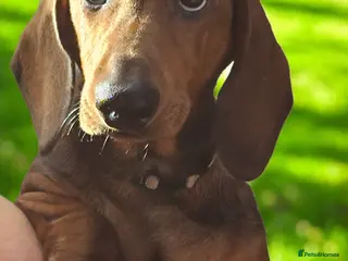 Dachshund dogs Beautiful show quality standard smooth shaded red in Exeter - Advert 1