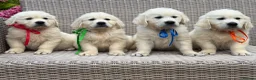 Golden Retriever dogs for sale: KC Cream litter from great health tested parents  - Advert 9