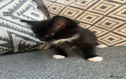 British Shorthair cats for sale: 3 boy kittens for sale  - Image 5