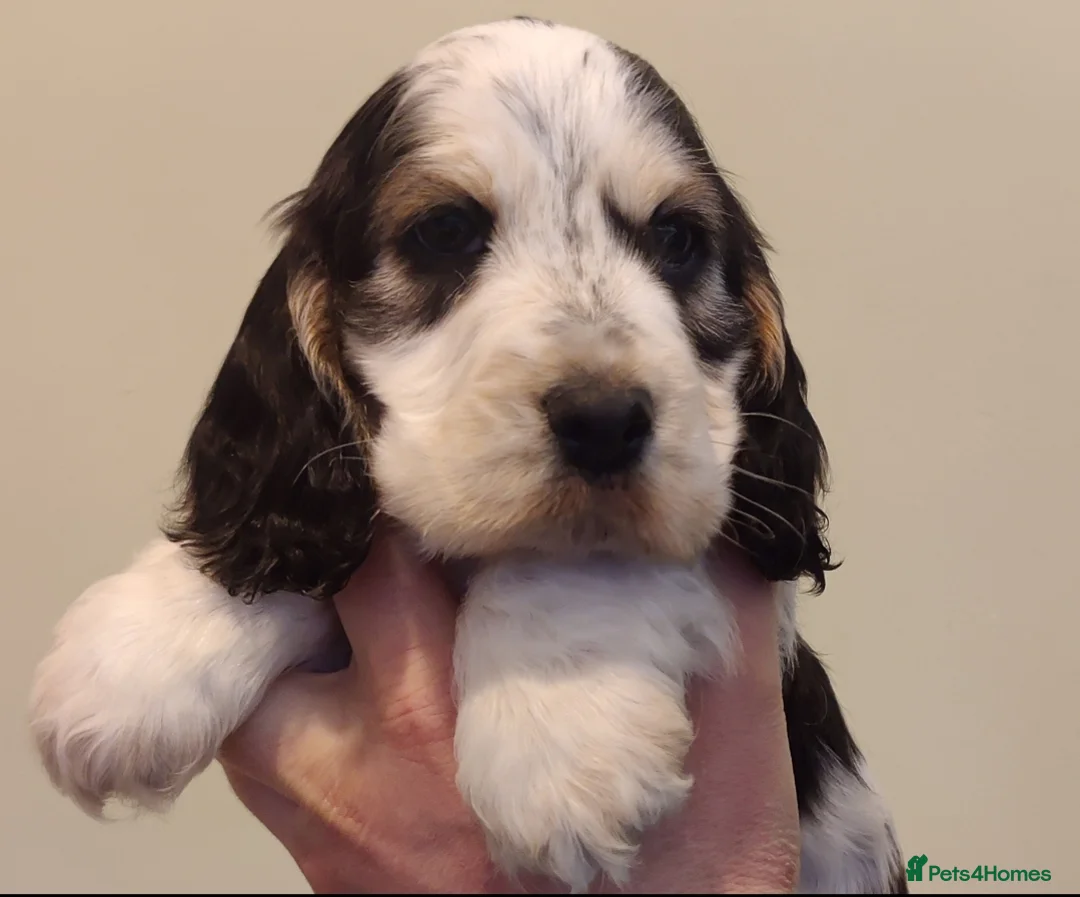 Cocker Spaniel dogs for sale: KC Registered Show Type Cocker Spaniels  - Advert 7