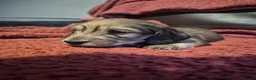 Miniature Dachshund dogs for sale: Kc reg miniature daschund puppies  - Advert 4