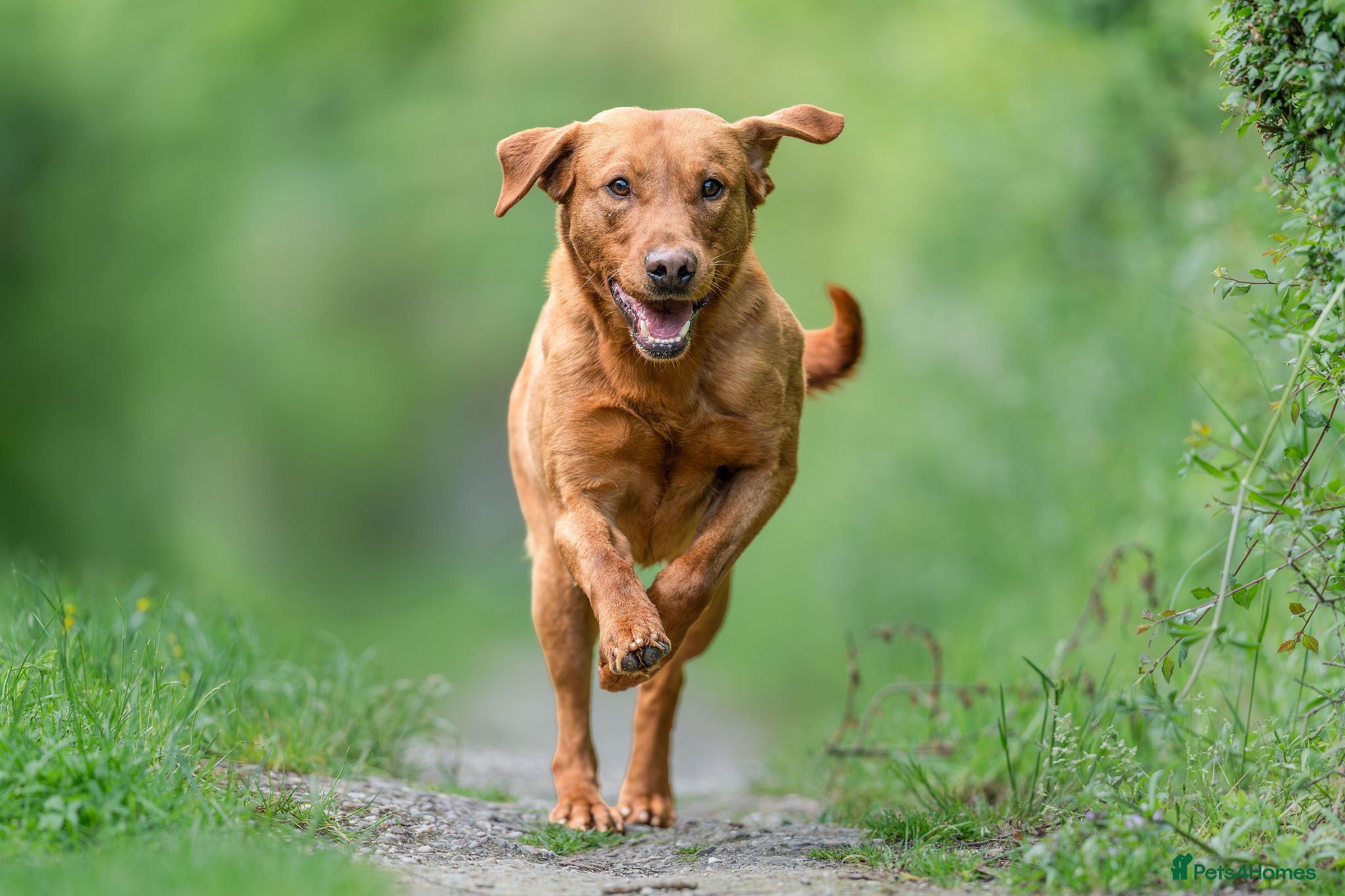 Labrador Retriever dogs FOX RED LABRADOR  AVAILABLE AT STUD - Advert 1