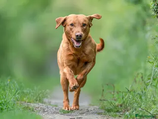 Labrador Retriever dogs for stud: FOX RED LABRADOR AVAILABLE AT STUD - Advert 1