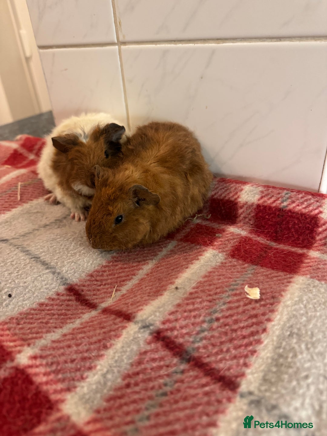 Guinea Pig rodents for sale: Beautiful baby guinea pigs  - Advert 8