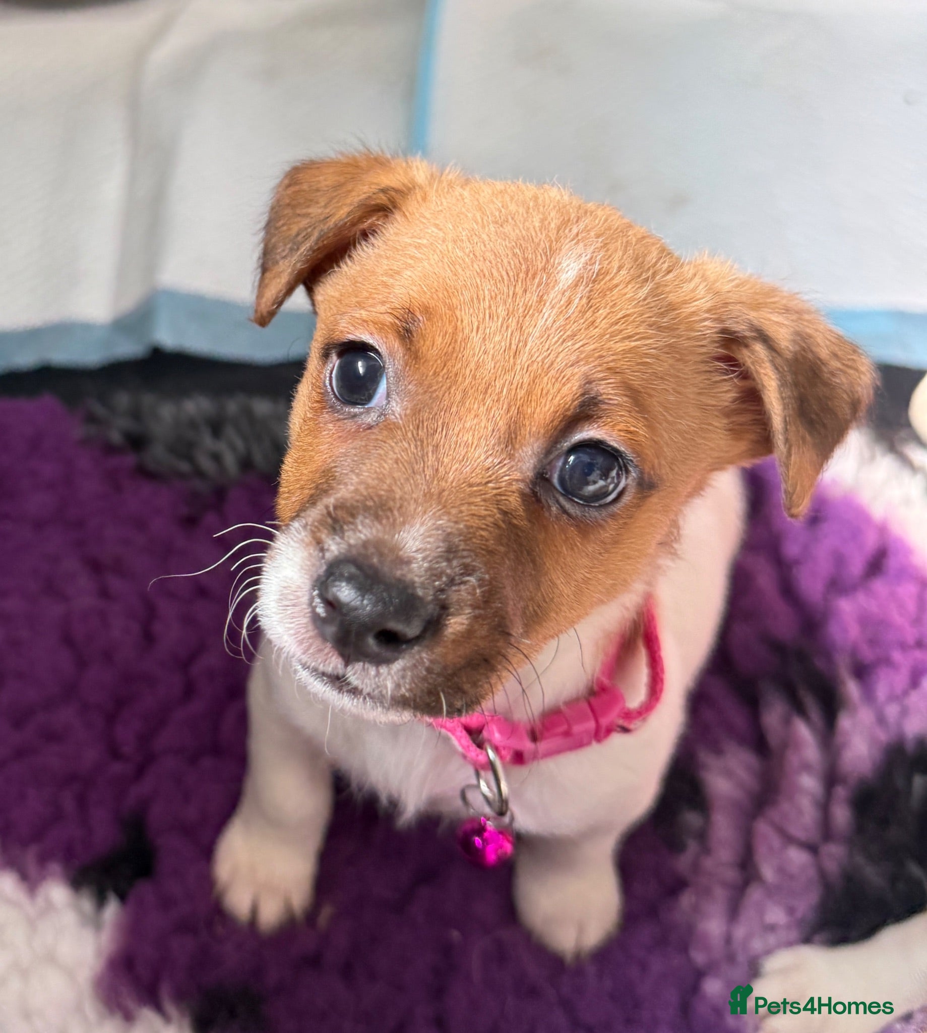 Jack Russell dogs Bred From Health Tested Parents - Advert 2