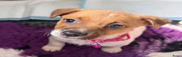 Jack Russell dogs for sale: Bred From Health Tested Parents - Advert 4