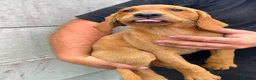 Labrador Retriever dogs for sale: Labrador  - Advert 4