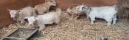 Goats livestock for sale: Lovely pygmy goats 🐐  - Advert 10