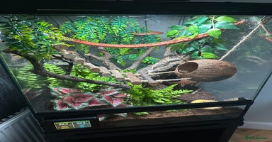 Gecko reptiles - Advert 3