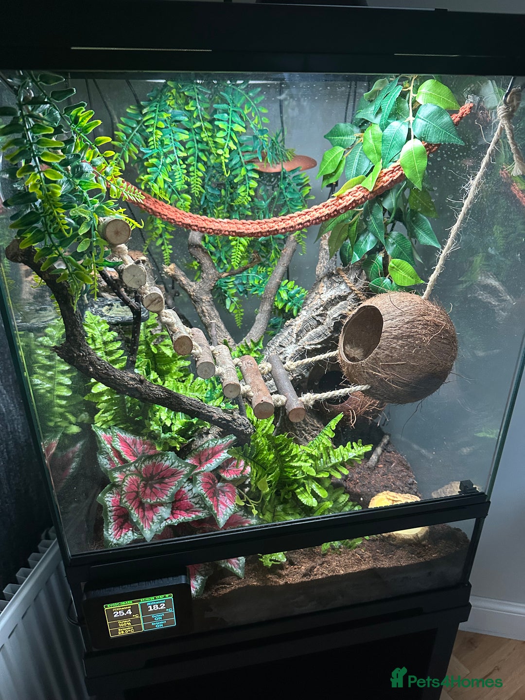 Gecko reptiles for sale: Stunning Gorgoyle Gecko & setup including stand - Image 2