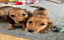 Miniature Dachshund dogs for sale: Longhaired shaded red puppies - Image 6