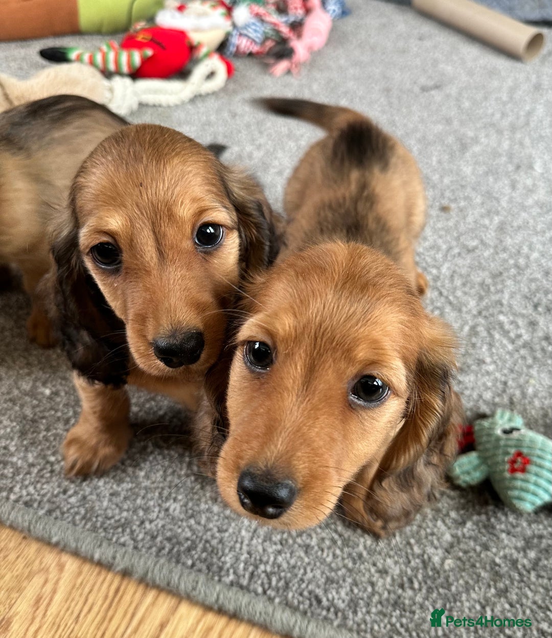 Miniature Dachshund dogs for sale: Longhaired shaded red puppies - Image 6
