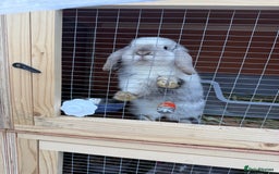 Mini Lop rabbits for sale: VACCINATED 2 Bucks Mini lops 🩵 - Image 10